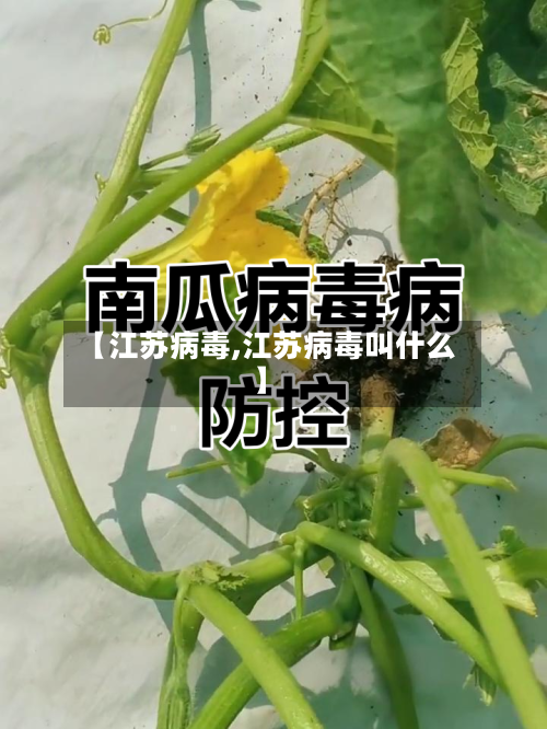 【江苏病毒,江苏病毒叫什么】-第3张图片